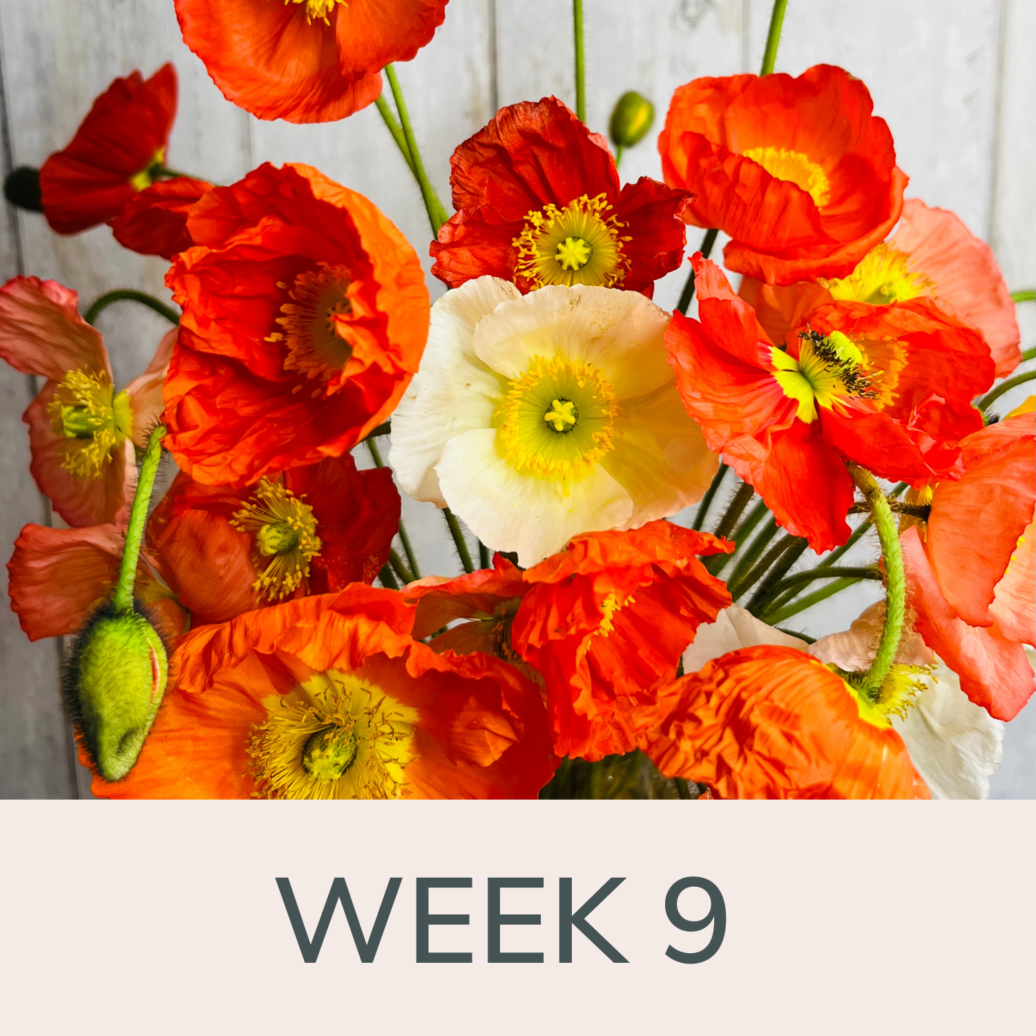 Week 9