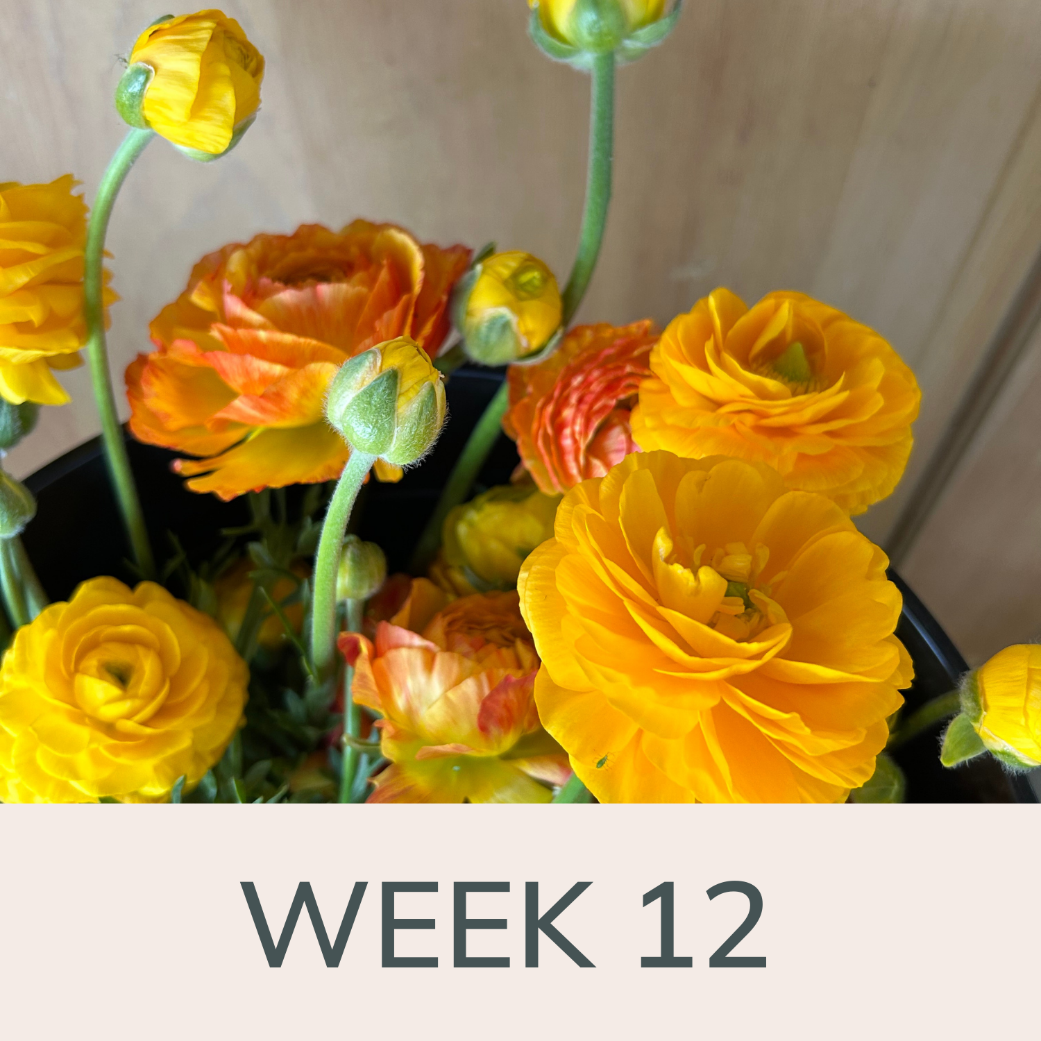 Week 12