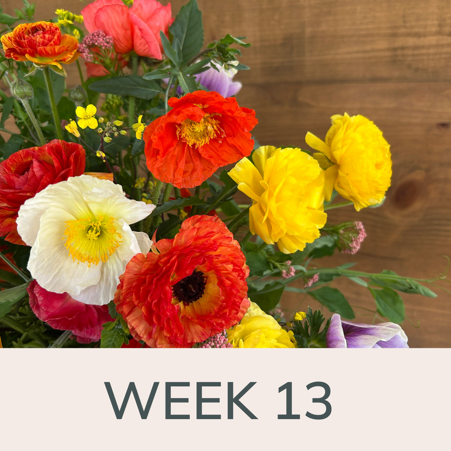 Week 13