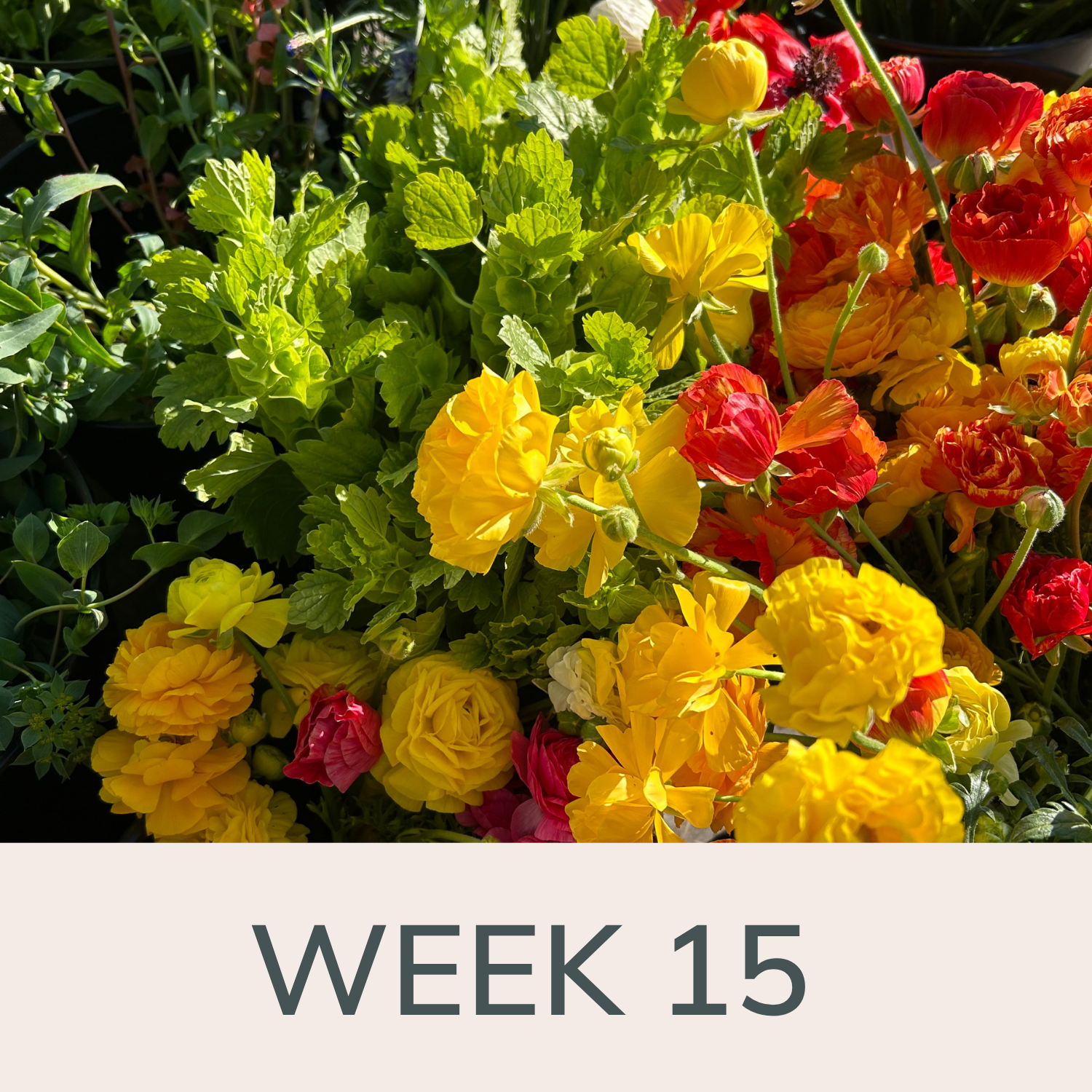 Week 15