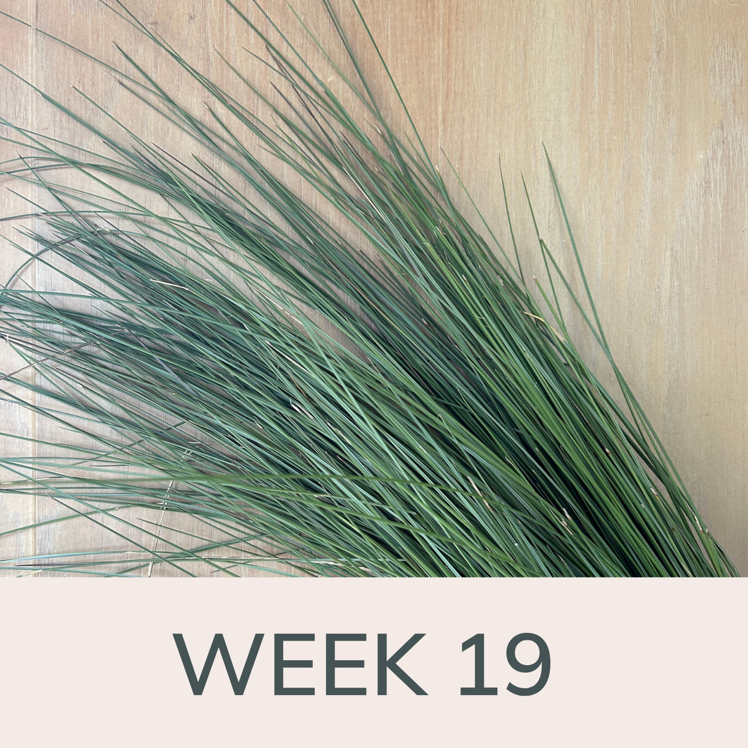 Week 19