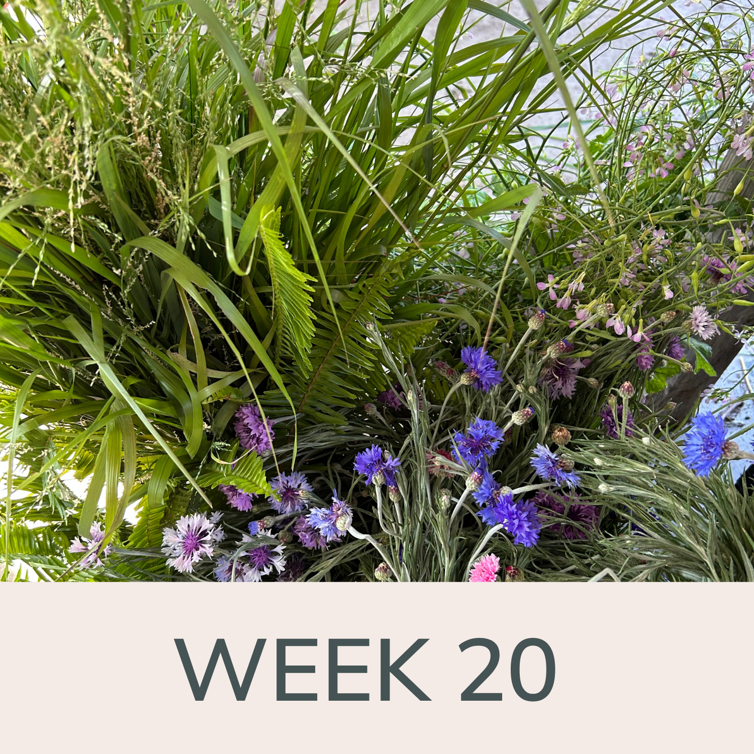 Week 20