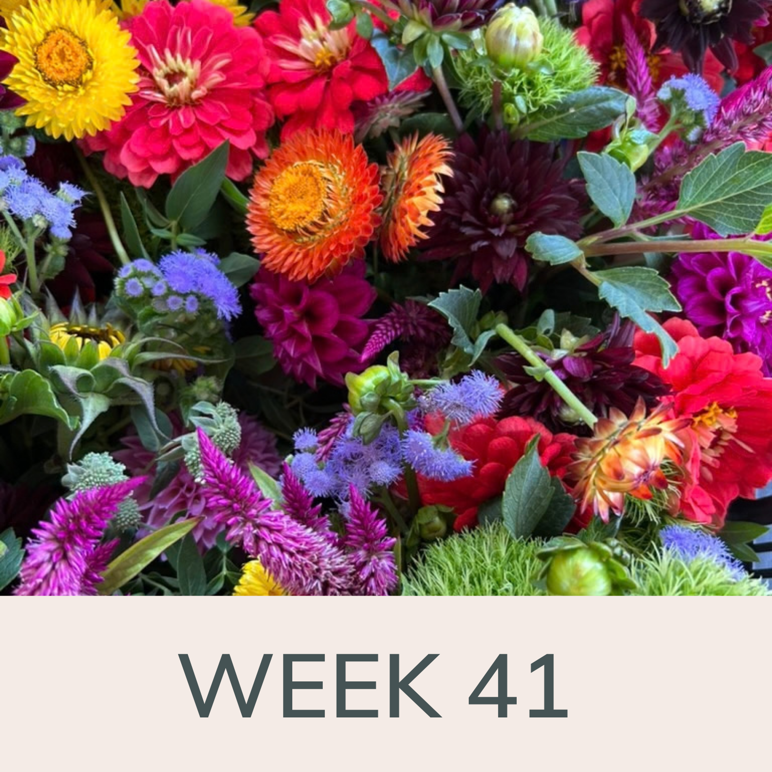 Week 41