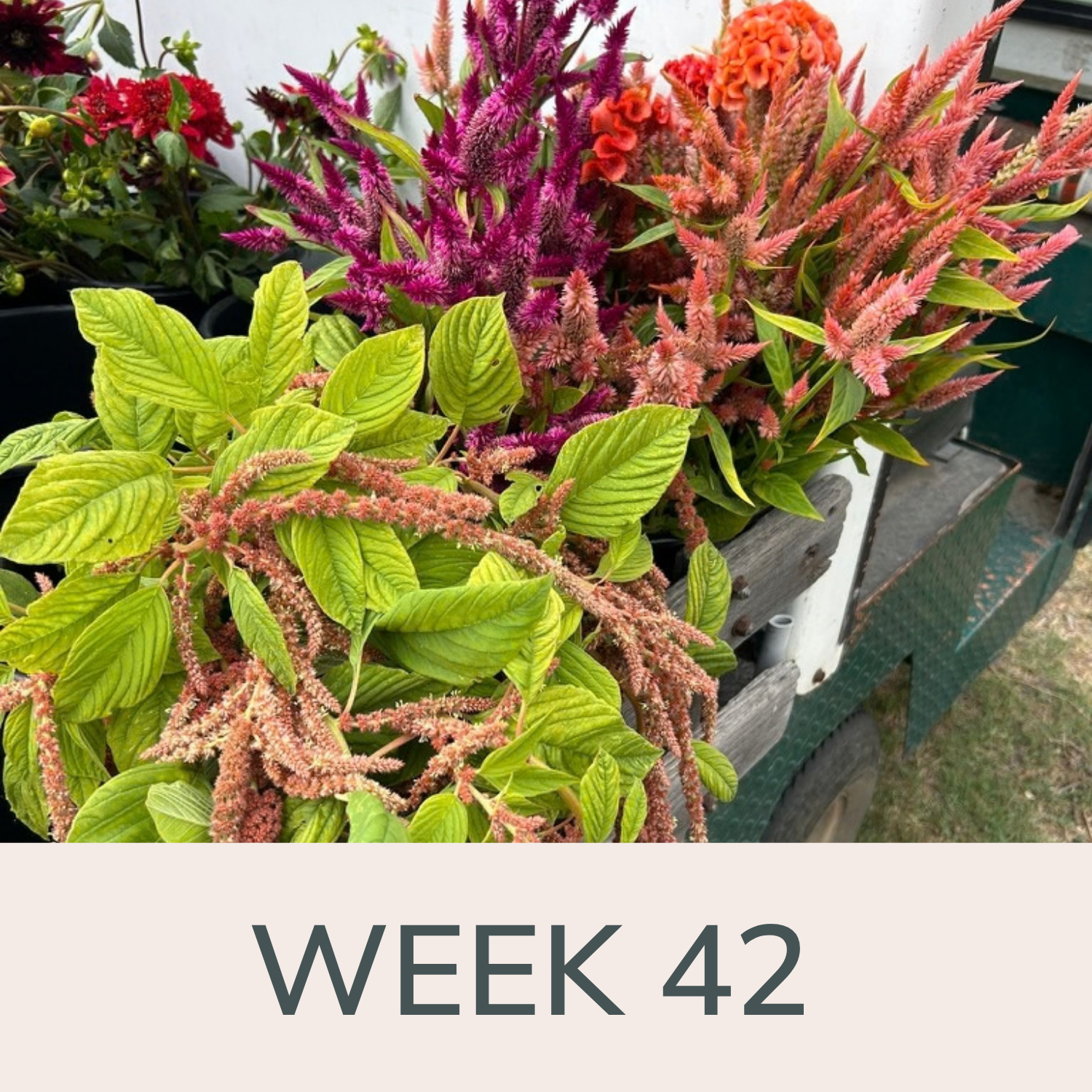 Week 42