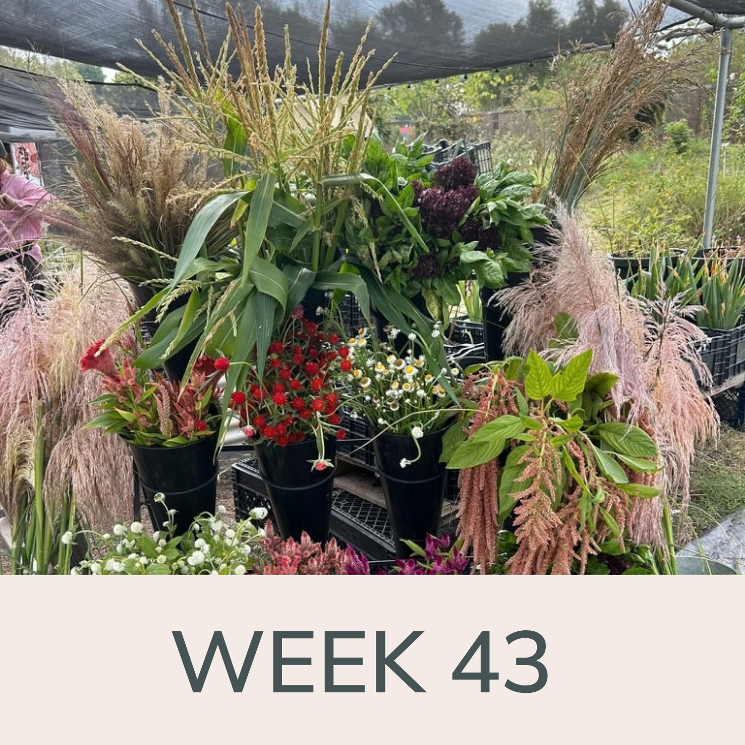 Week 43