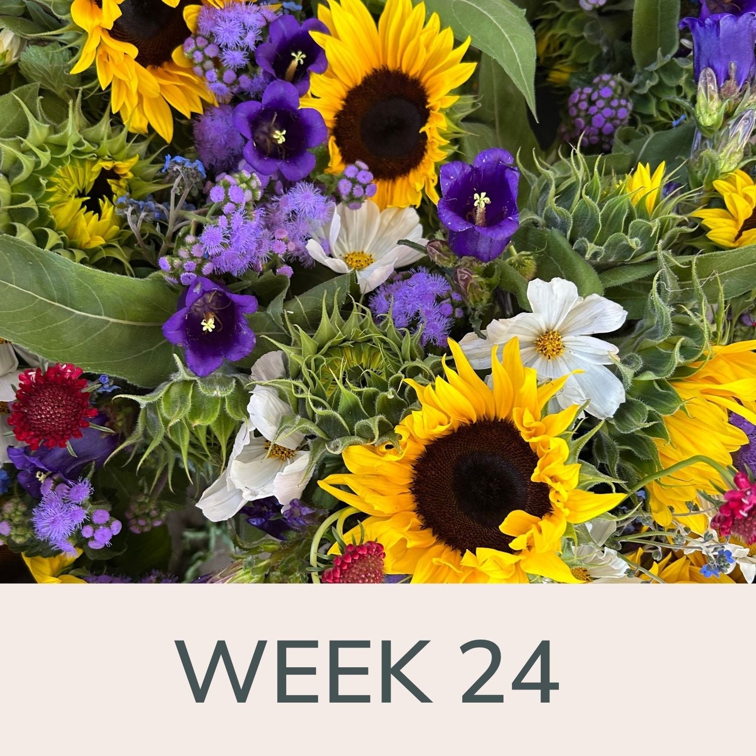 Week 24