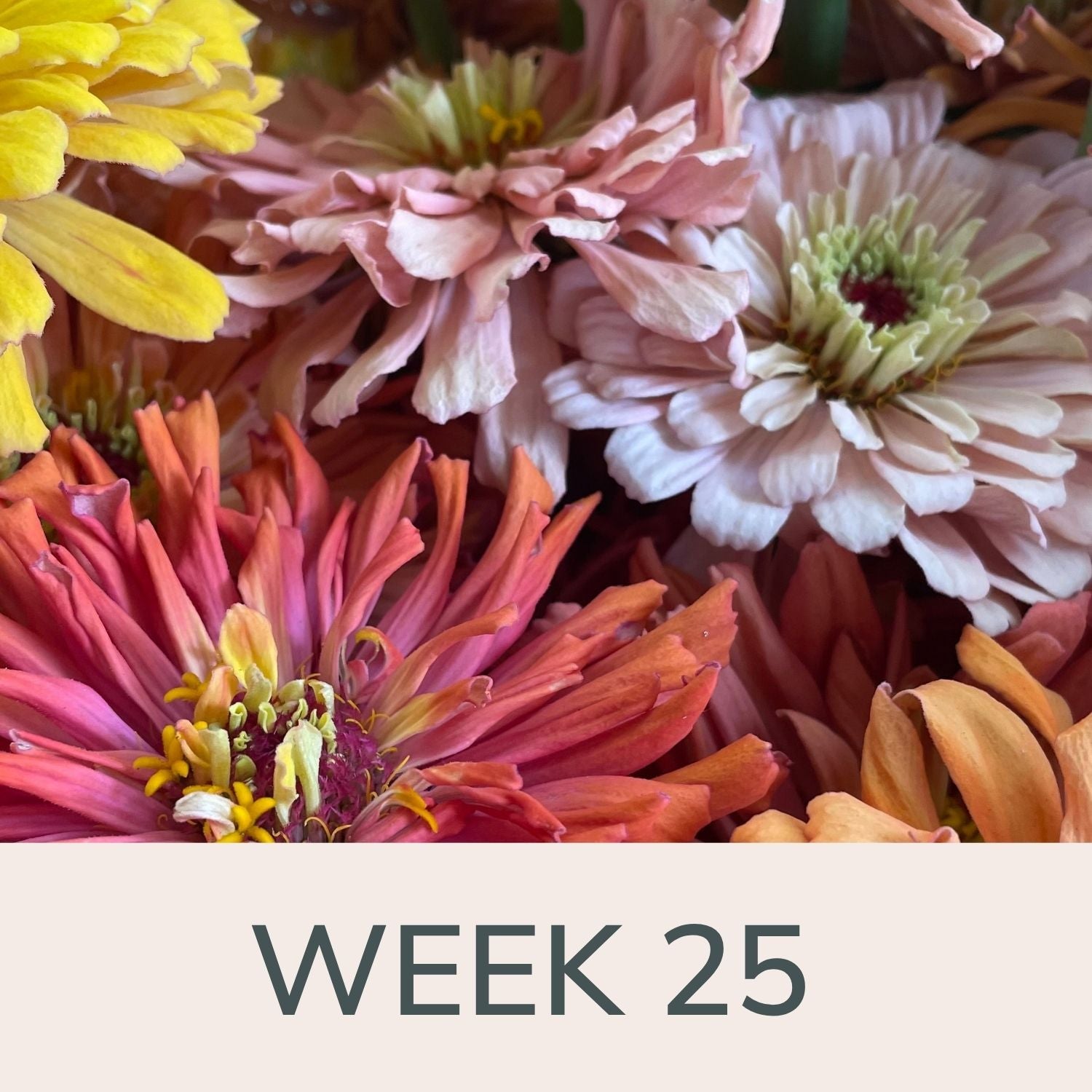 Week 25