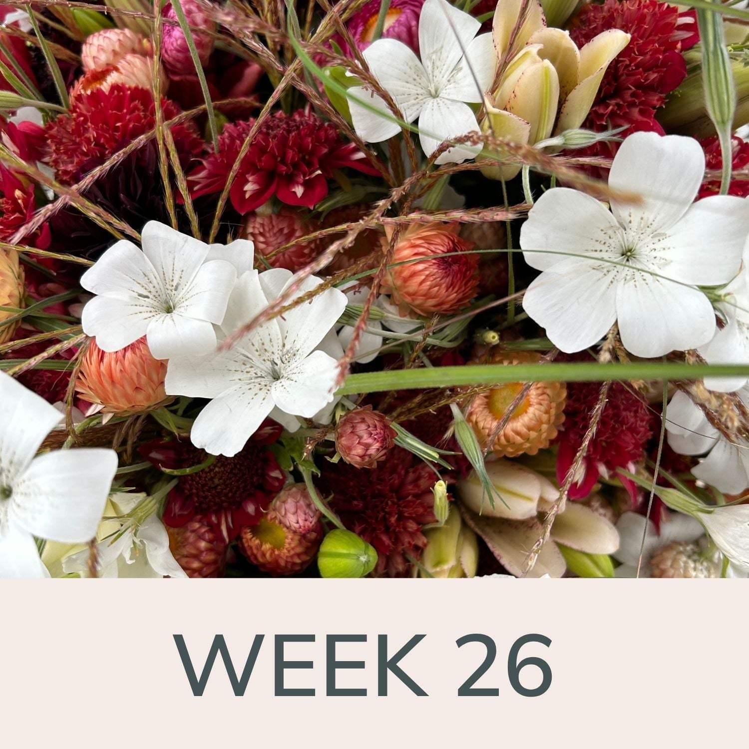 Week 26