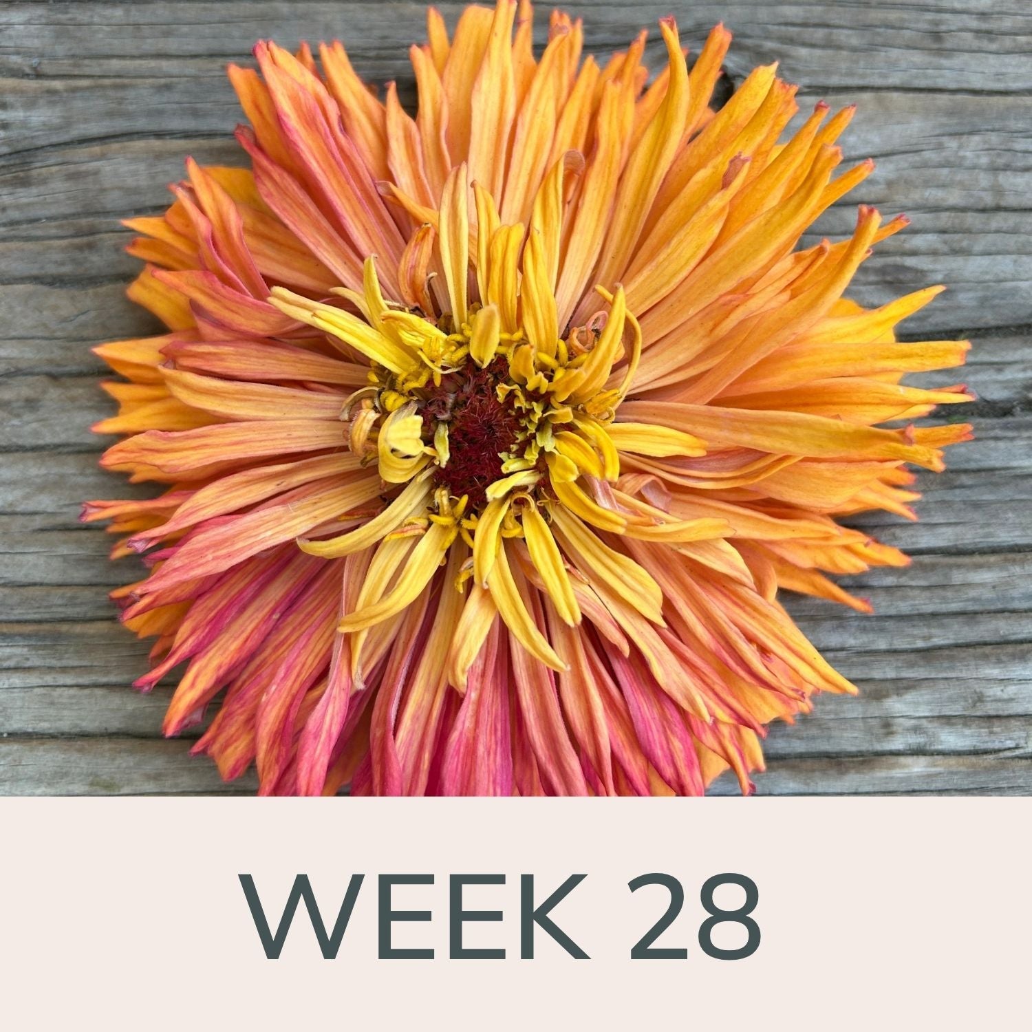 Week 28