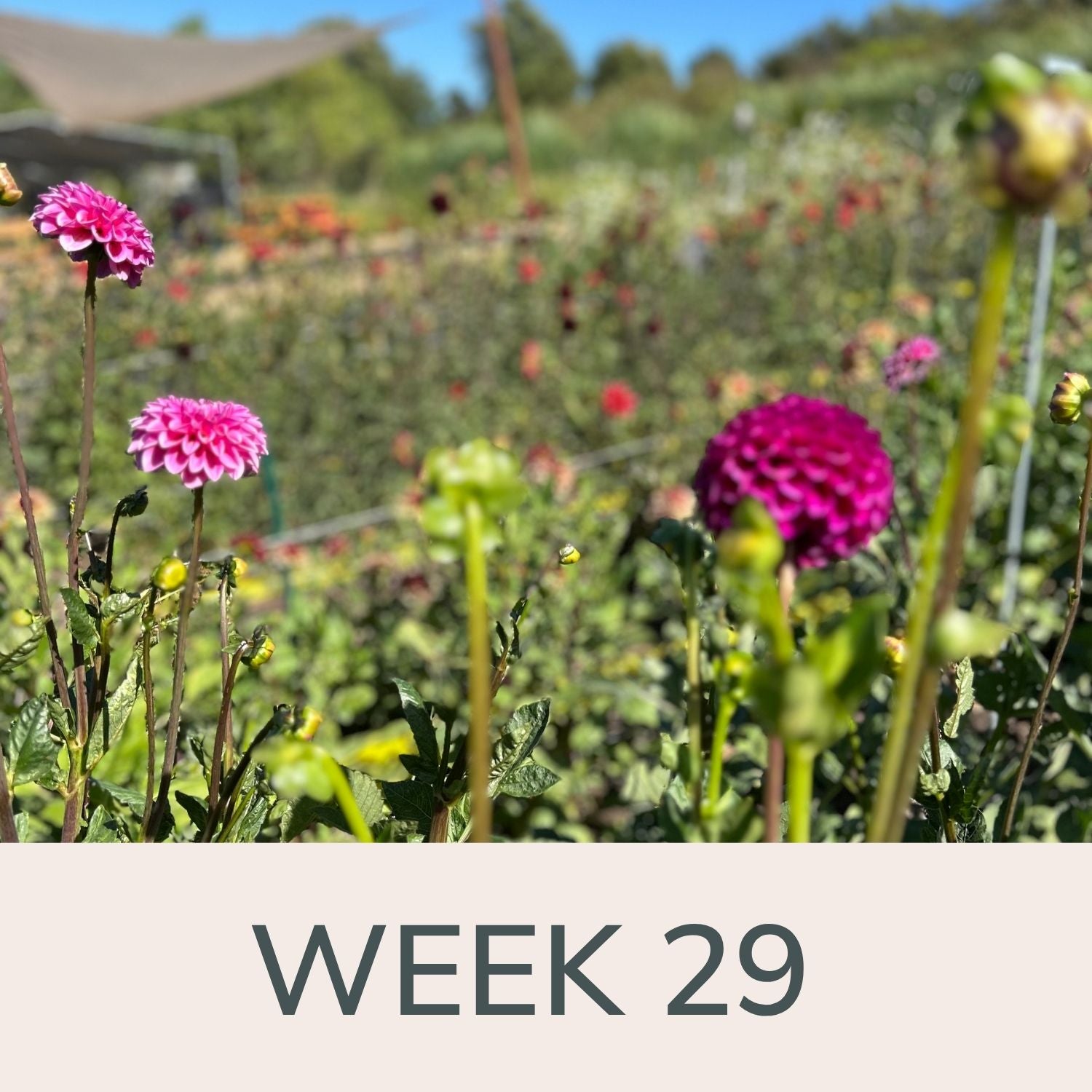 Week 29