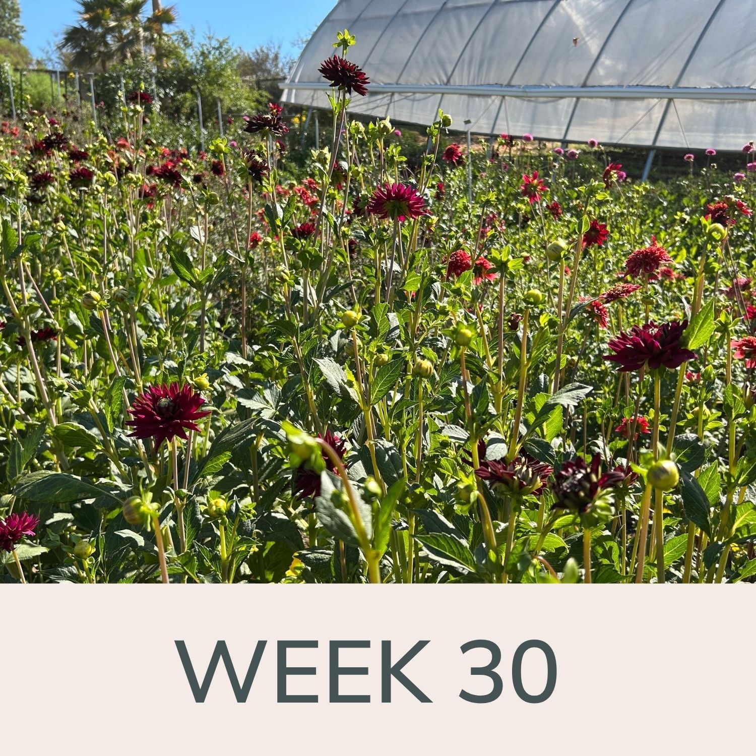 Week 30