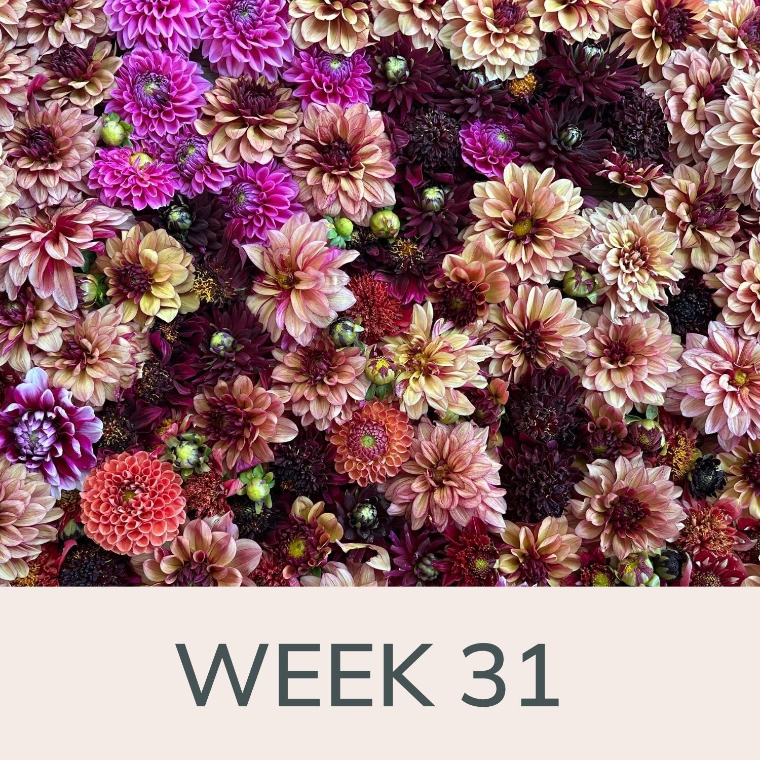 Week 31