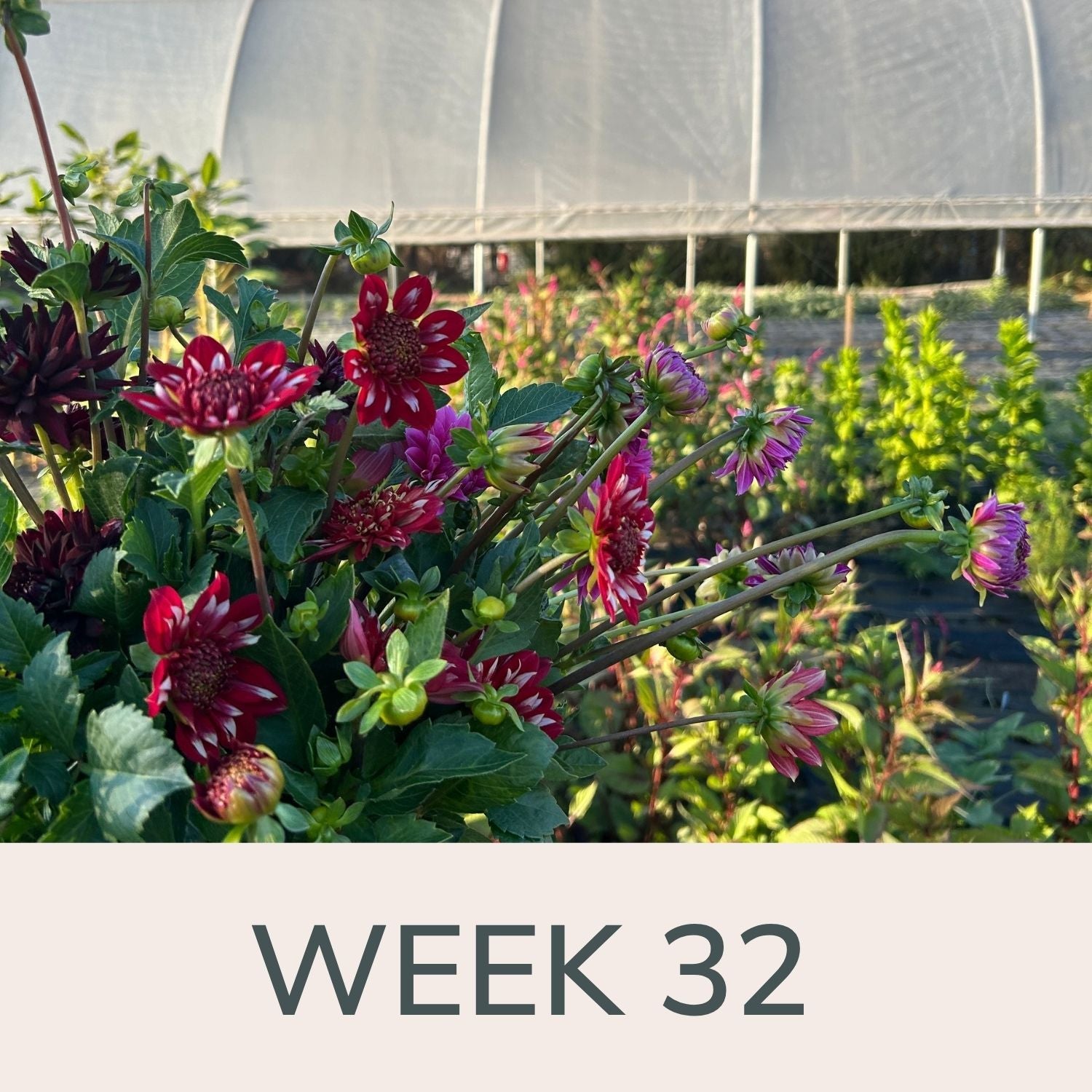 Week 32