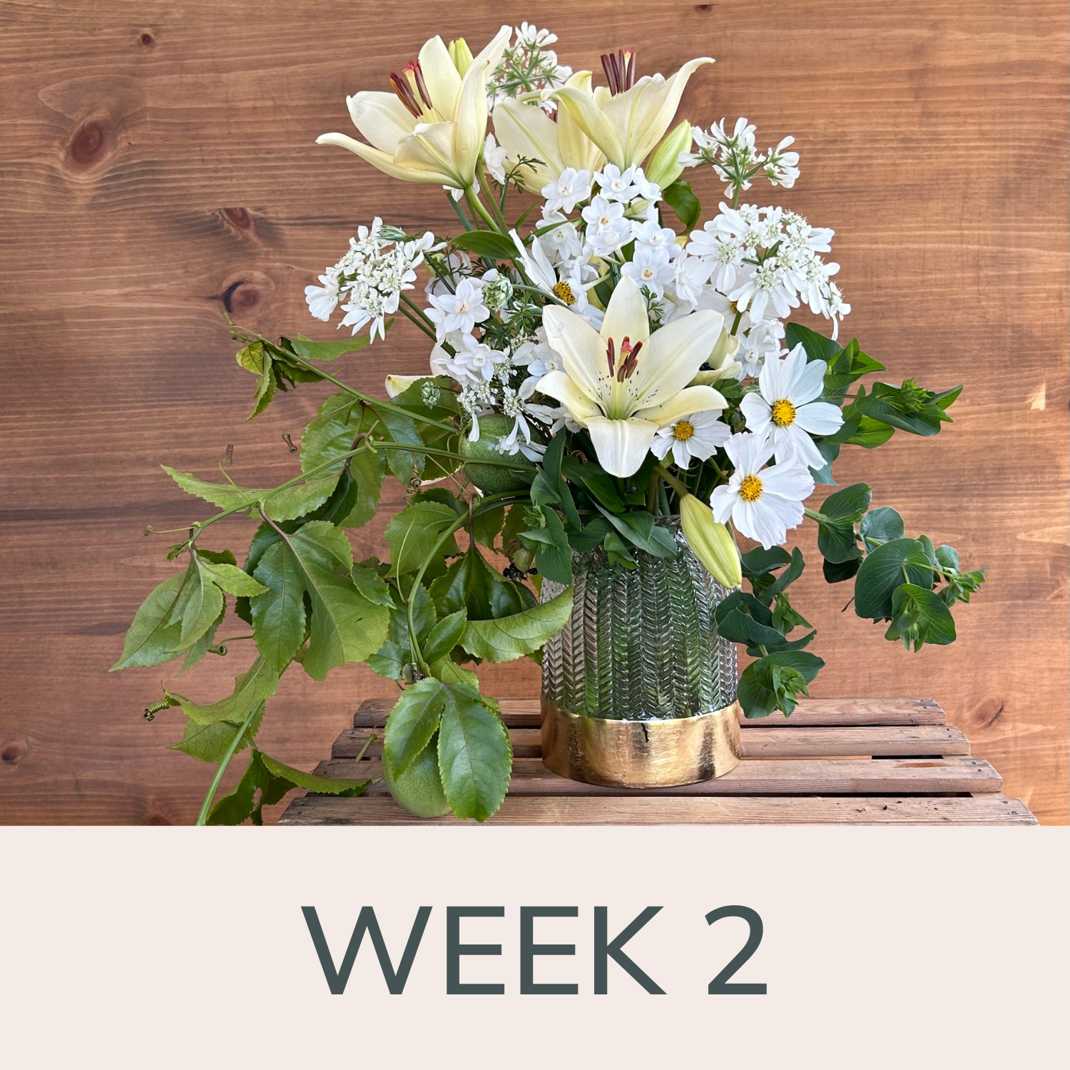 Week 2 Plants