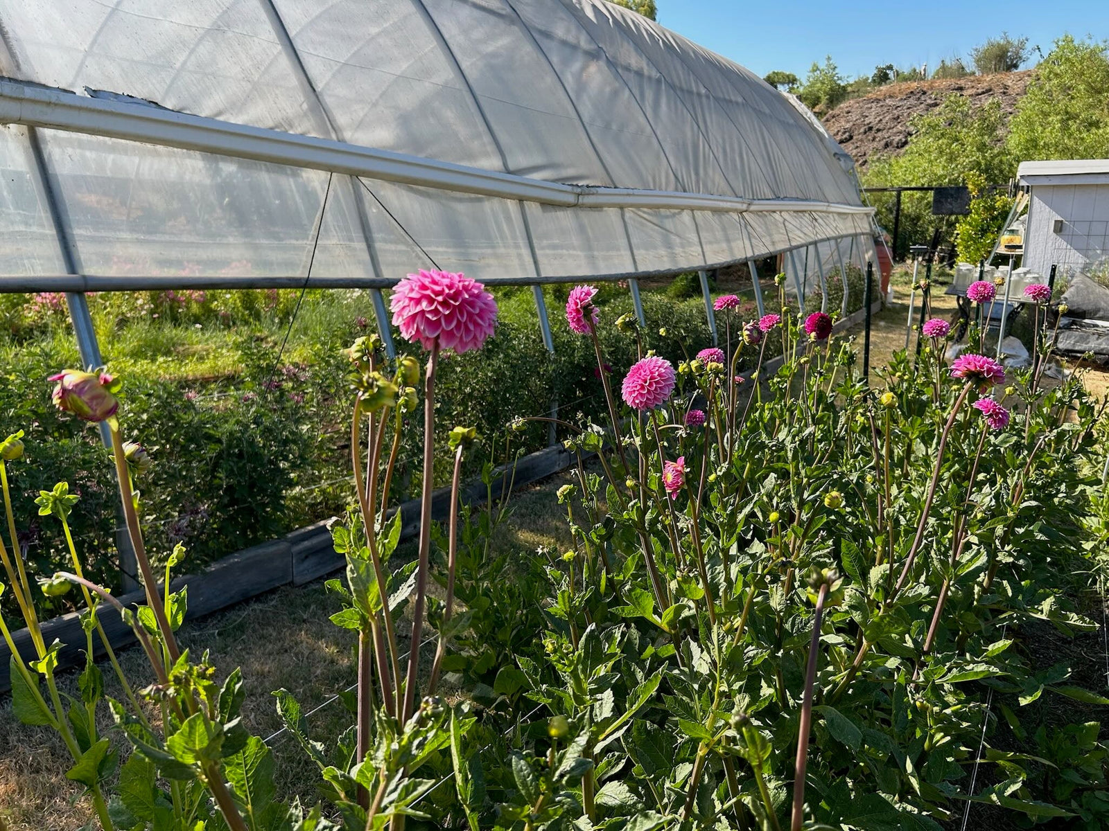 Shop Flowers