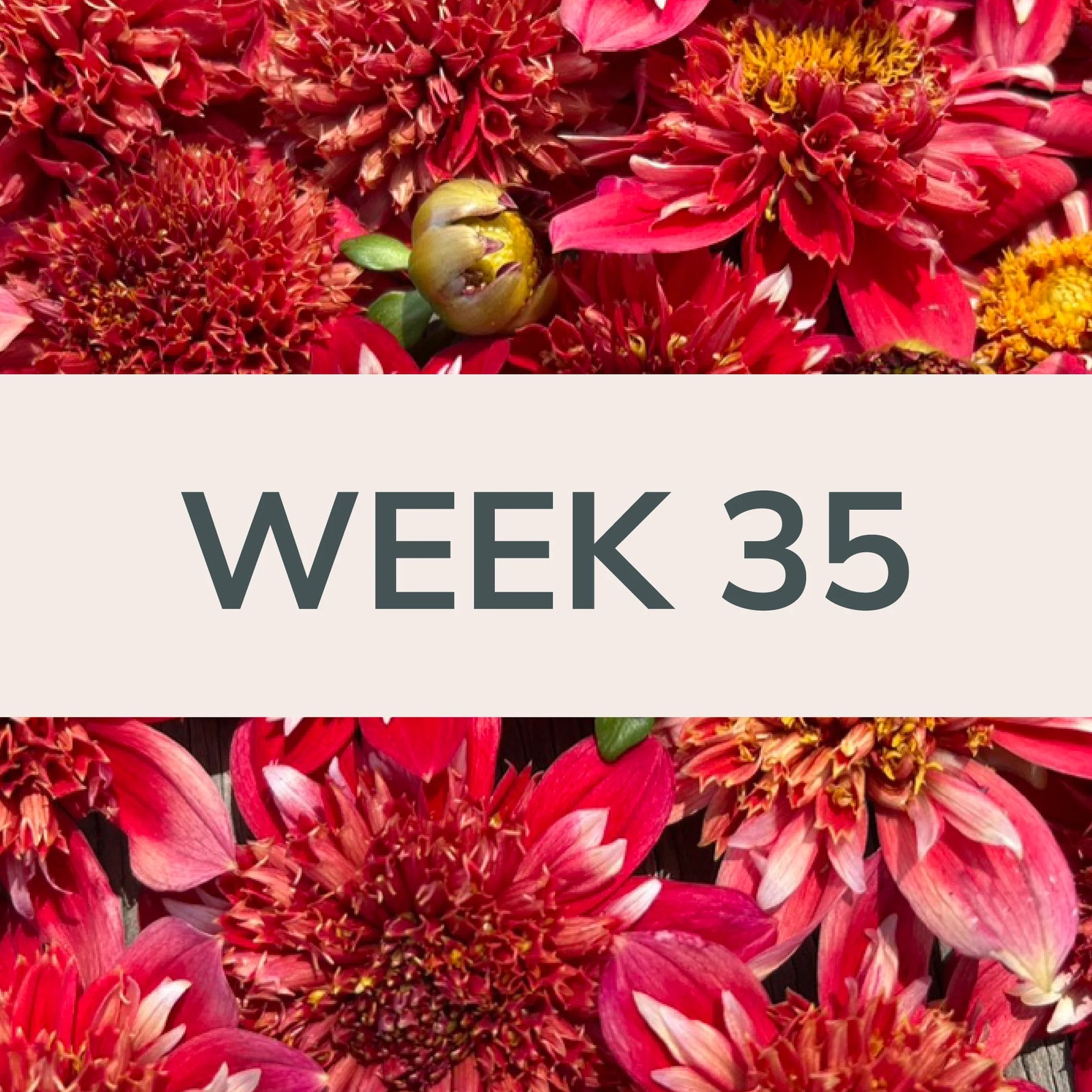 Week 35