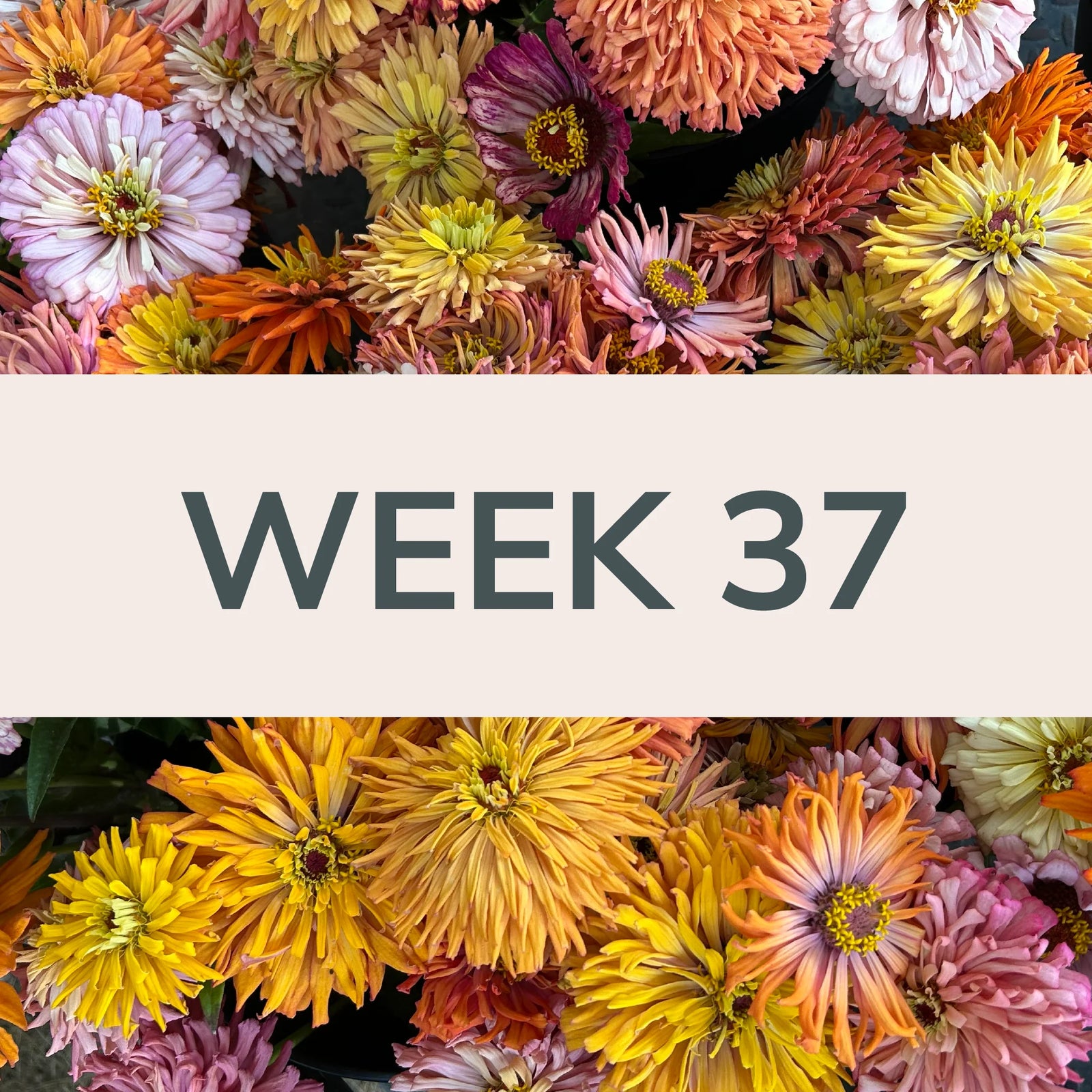 Week 37