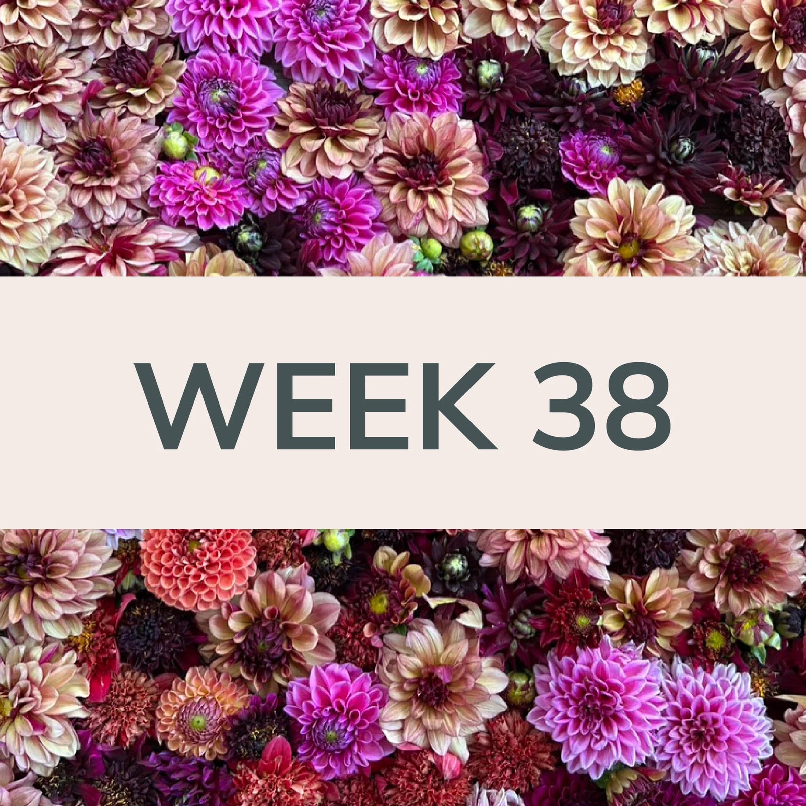 Week 38