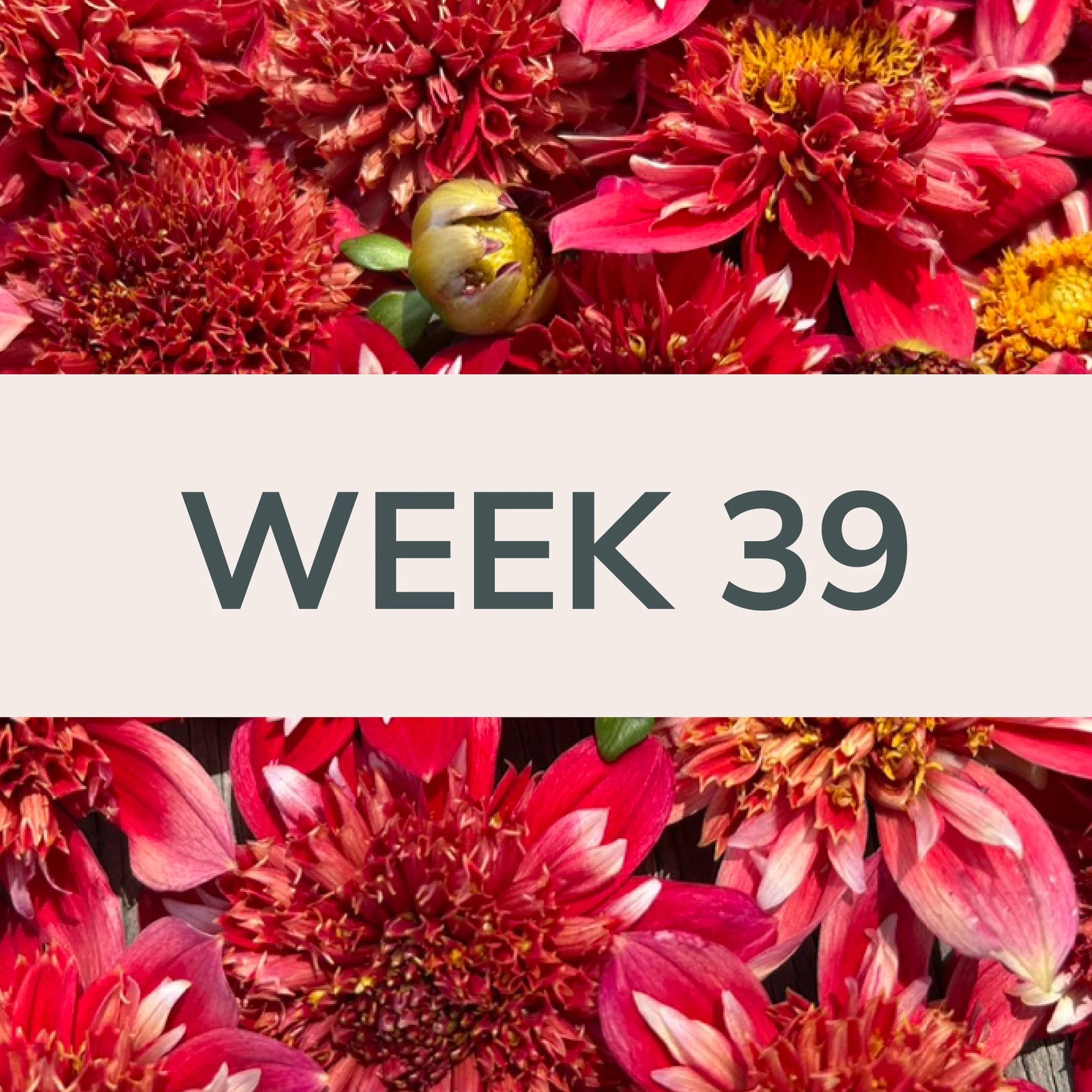 Week 39