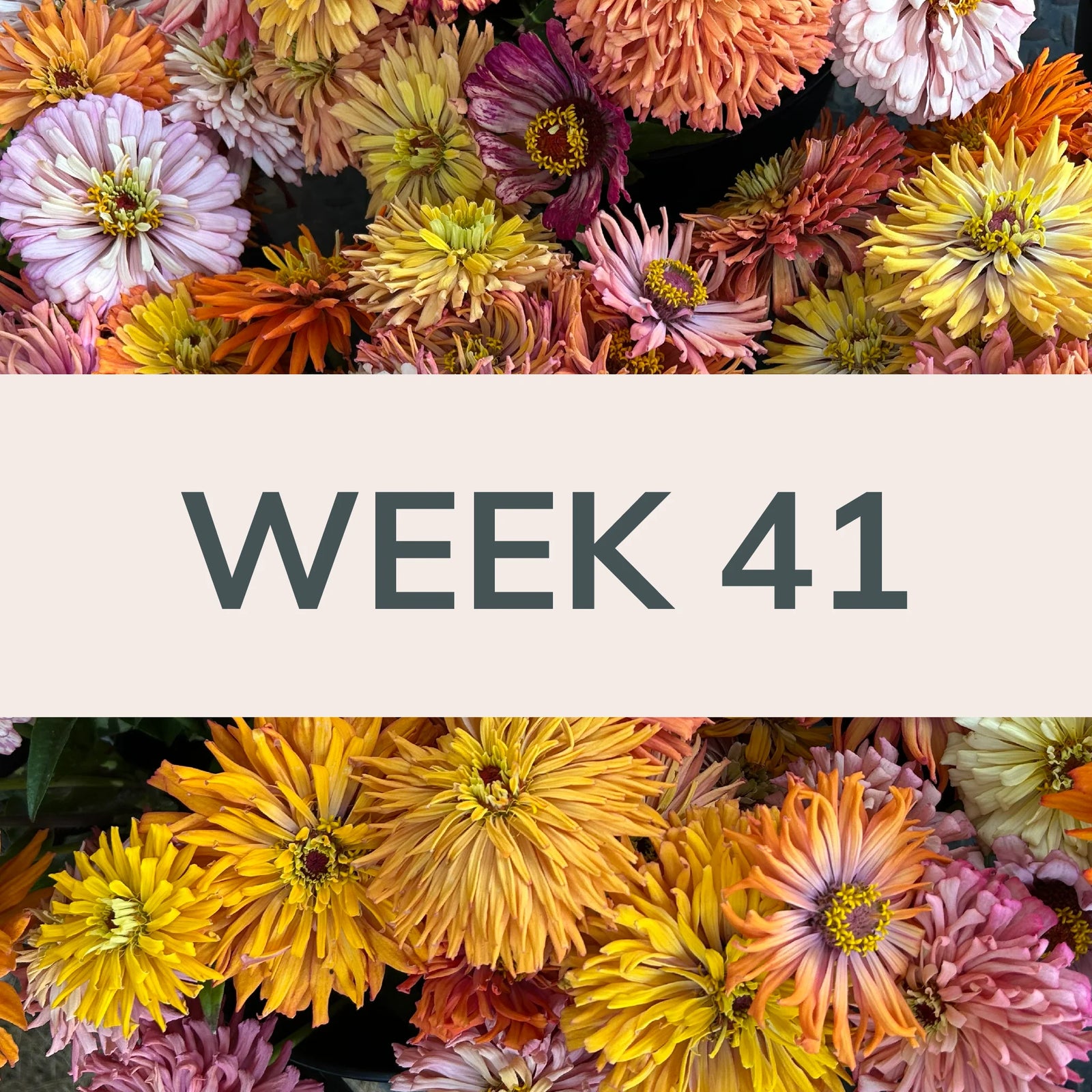 Week 41