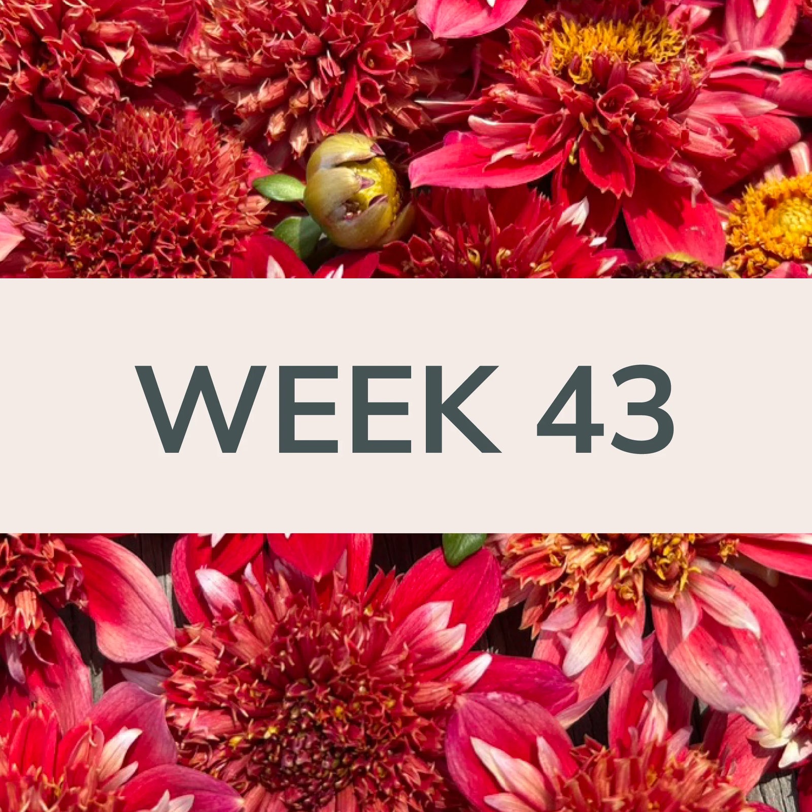 Week 43