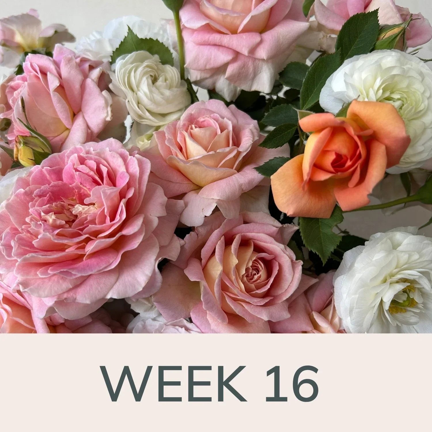 week 16