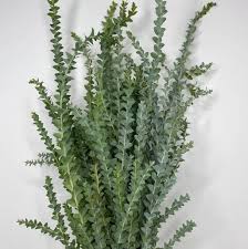 Acacia - Cultriformis Knife Leaf