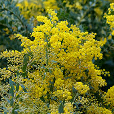 Acacia - Cultriformis Knife Leaf