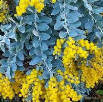 Acacia - Podalyriifolia Pearl