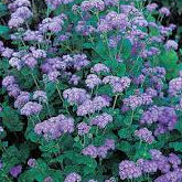 Ageratum - Blue Horizon