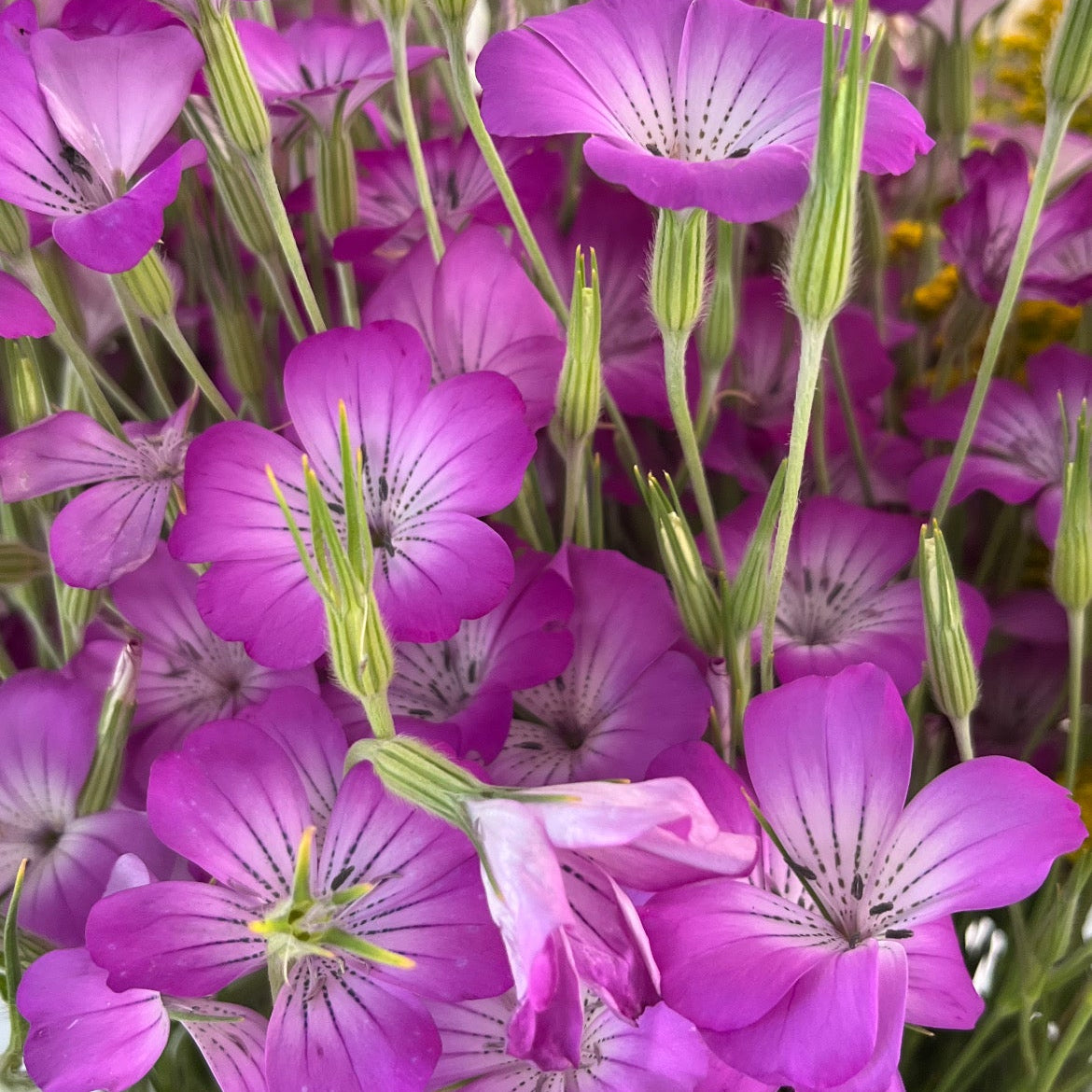 Agrostemma - Purple Queen