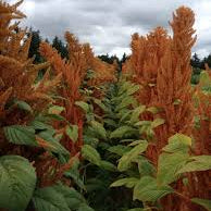 Amaranth - Hot Biscuits