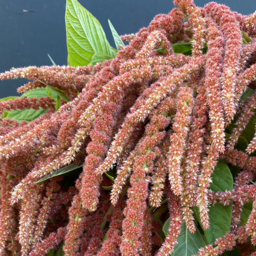 Amaranth - Coral Fountain