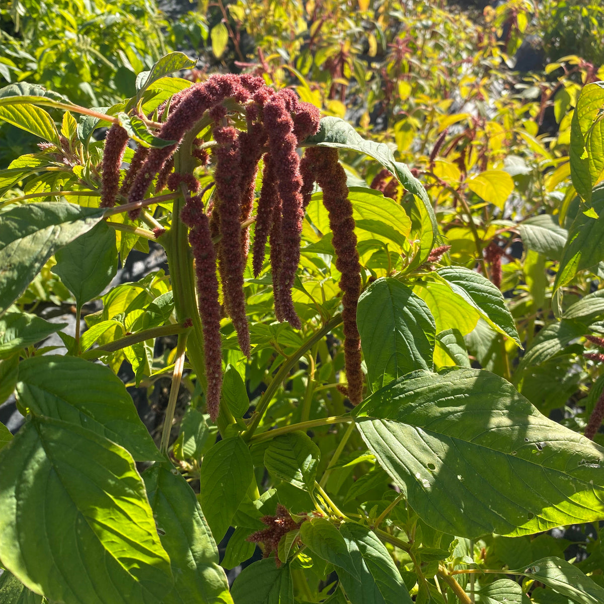 Amaranth - Coral Fountain