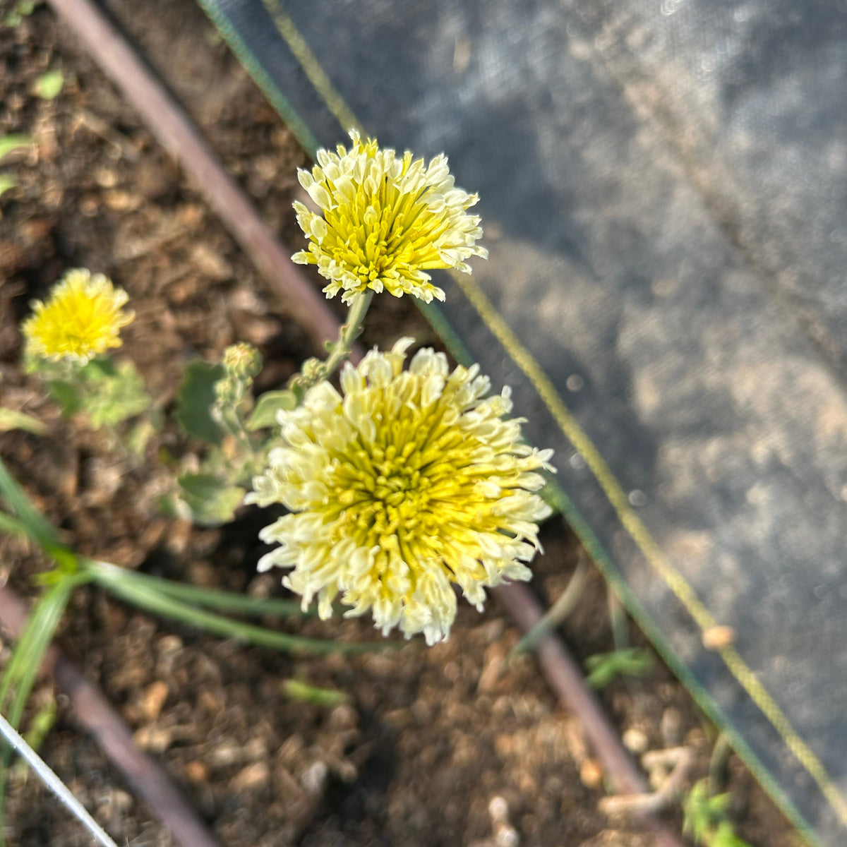 Chrysanthemum - Amarintha