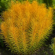 Amsonia - Butterscotch