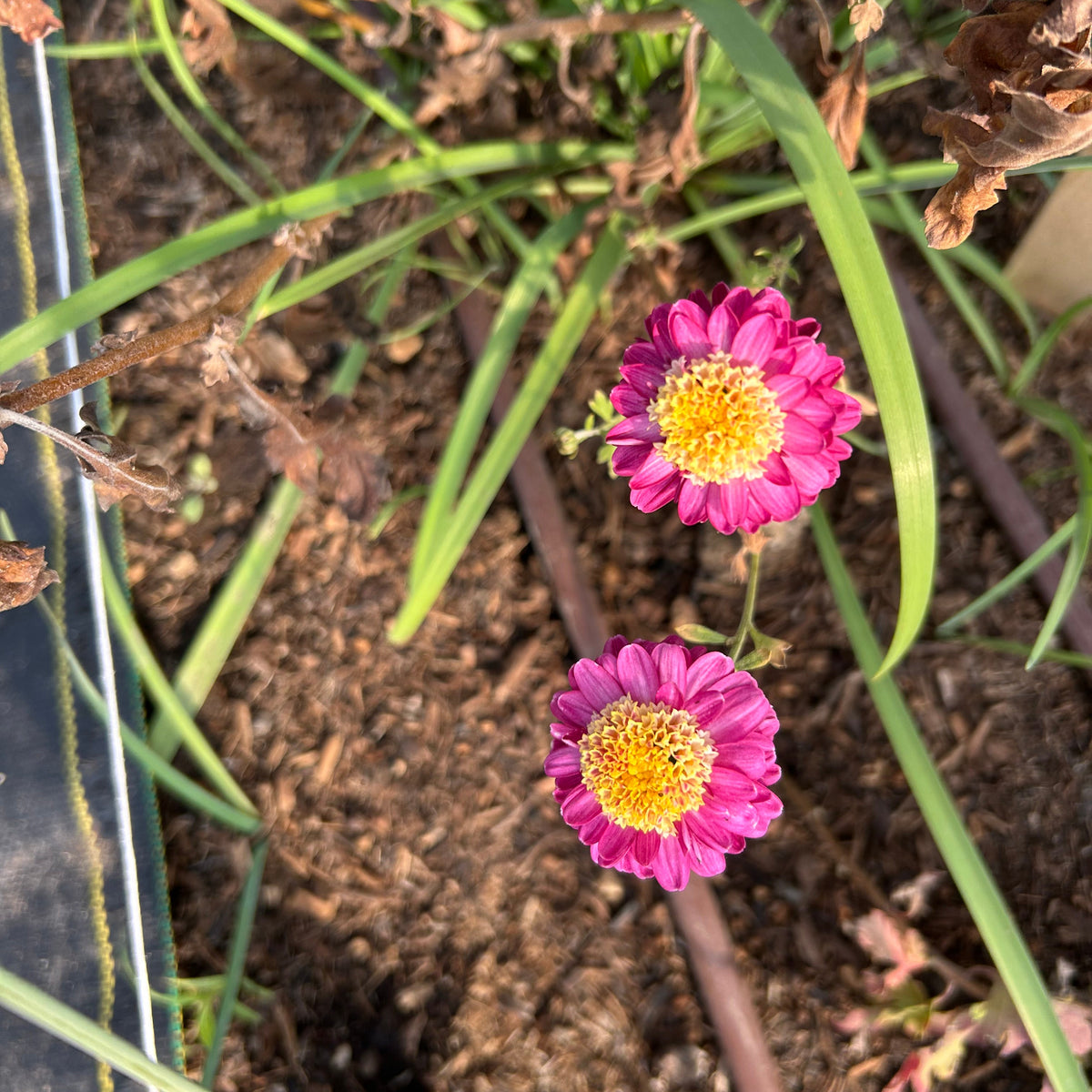 Chrysanthemum - Anderton / Jill