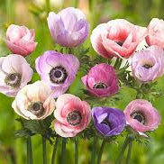Anemone - Carmel Pastel Mix