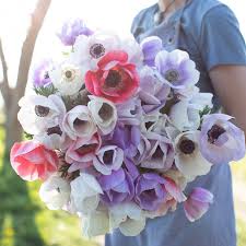 Anemone - Galilee Pastel Mix