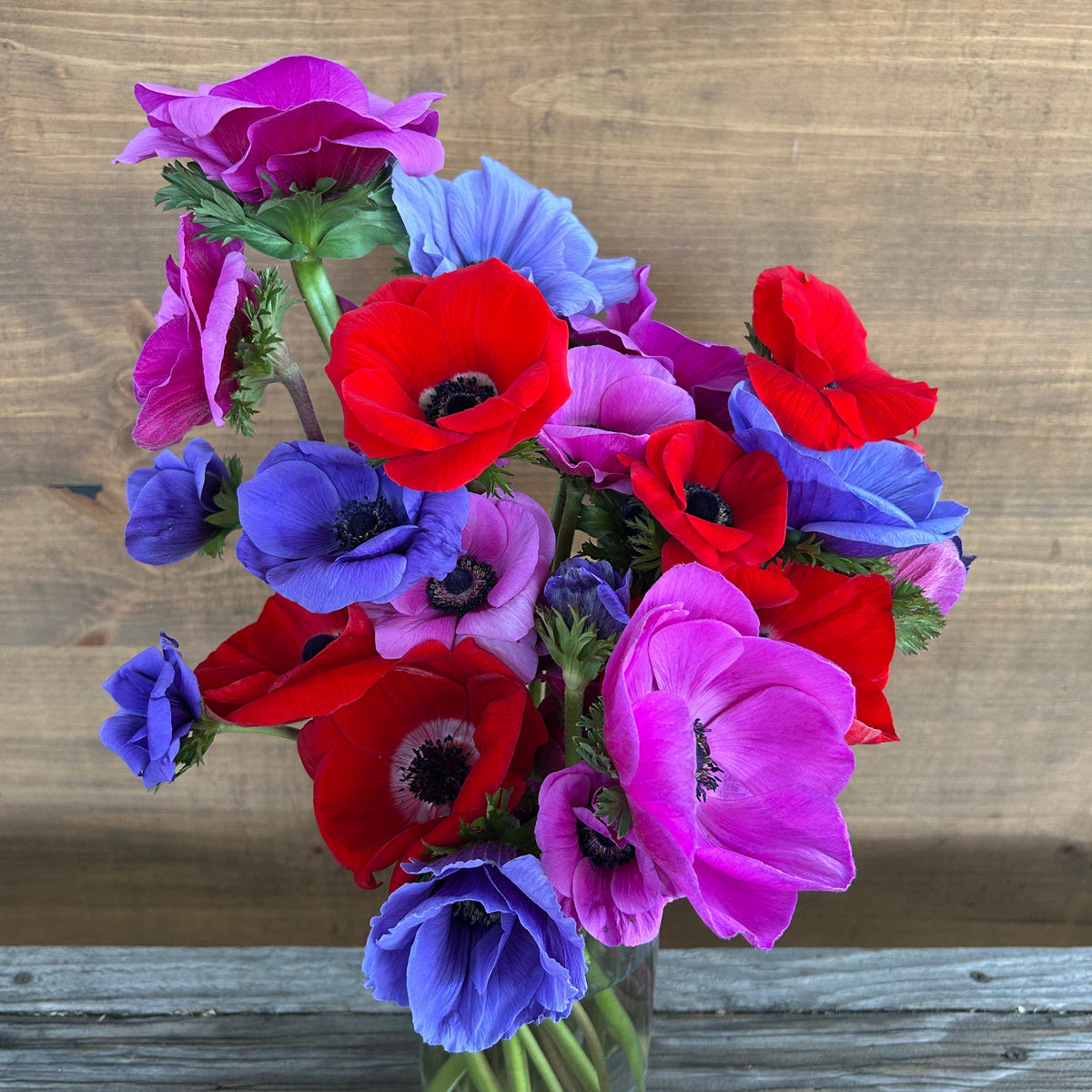 Anemone - Bright mix