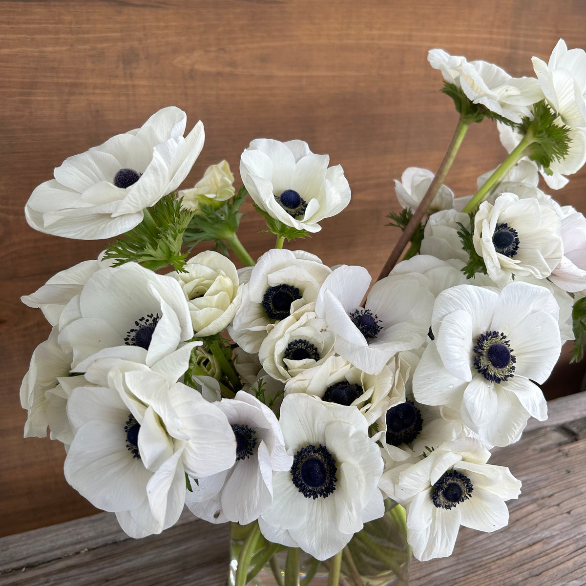 Anemone Carmel - Blk & White (Panda)