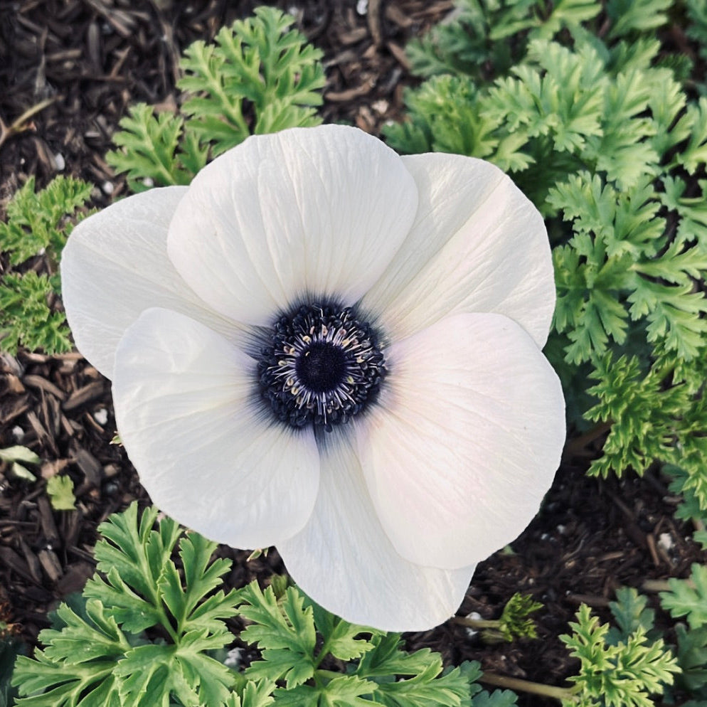 Anemone Carmel - Blk & White (Panda)