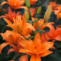 LA Hybrid Lilly - Angel Forehand