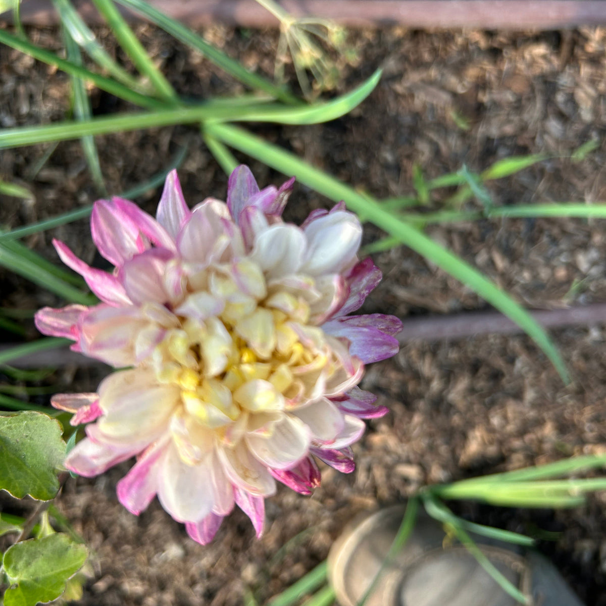 Chrysanthemum - Annie Girl