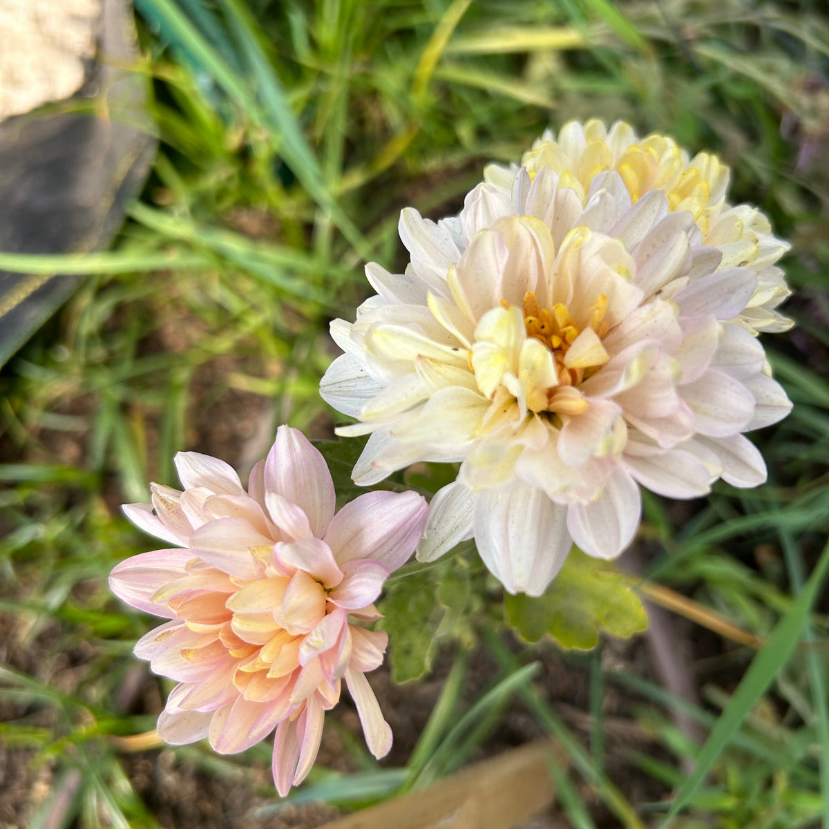 Chrysanthemum - Annie Girl