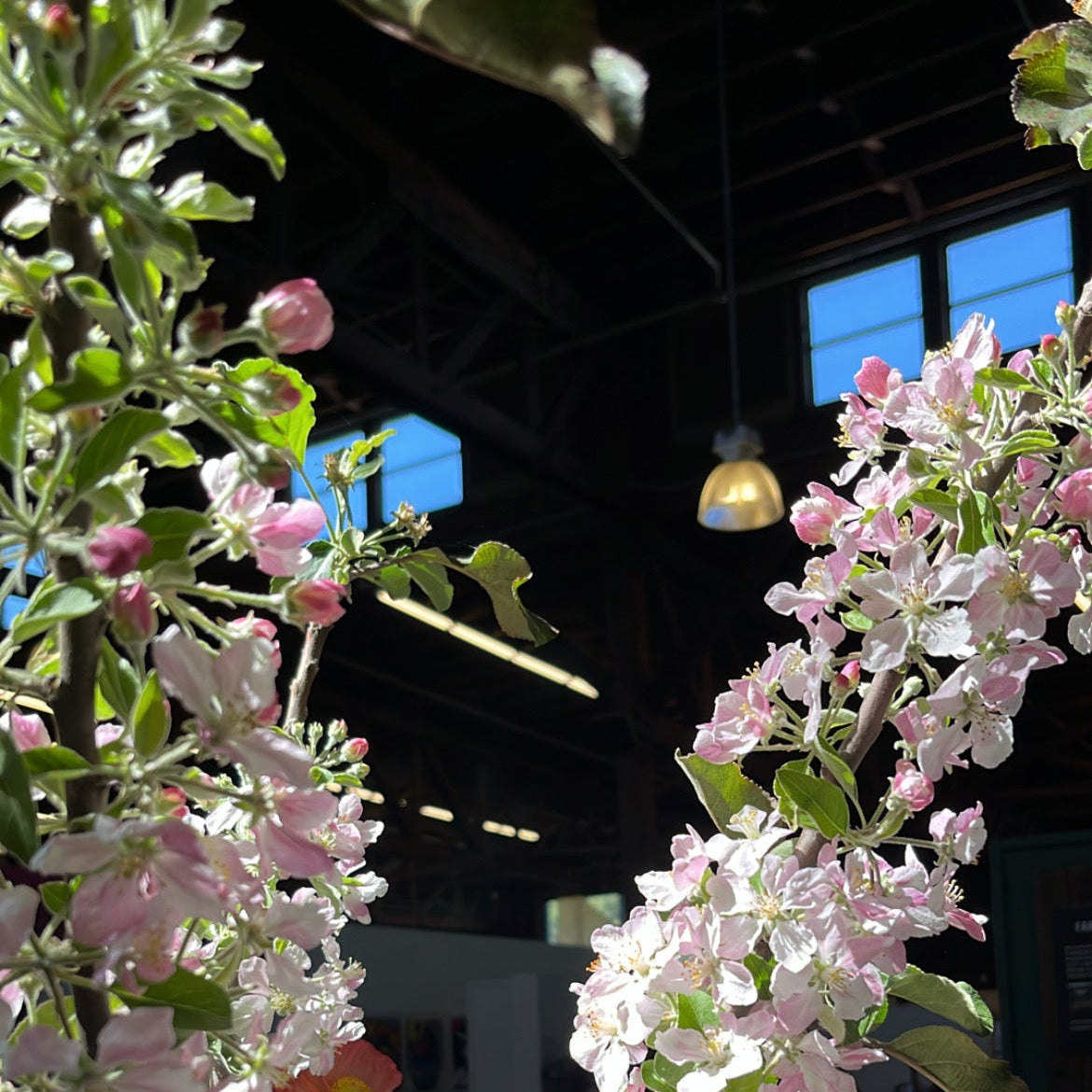 Apple Blossom Branches