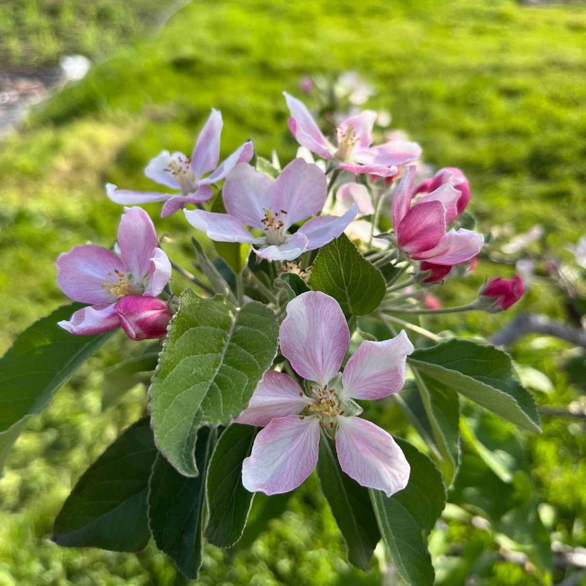 Apple Blossom Branches