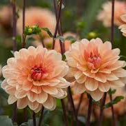Dahlia - Apricot Desire