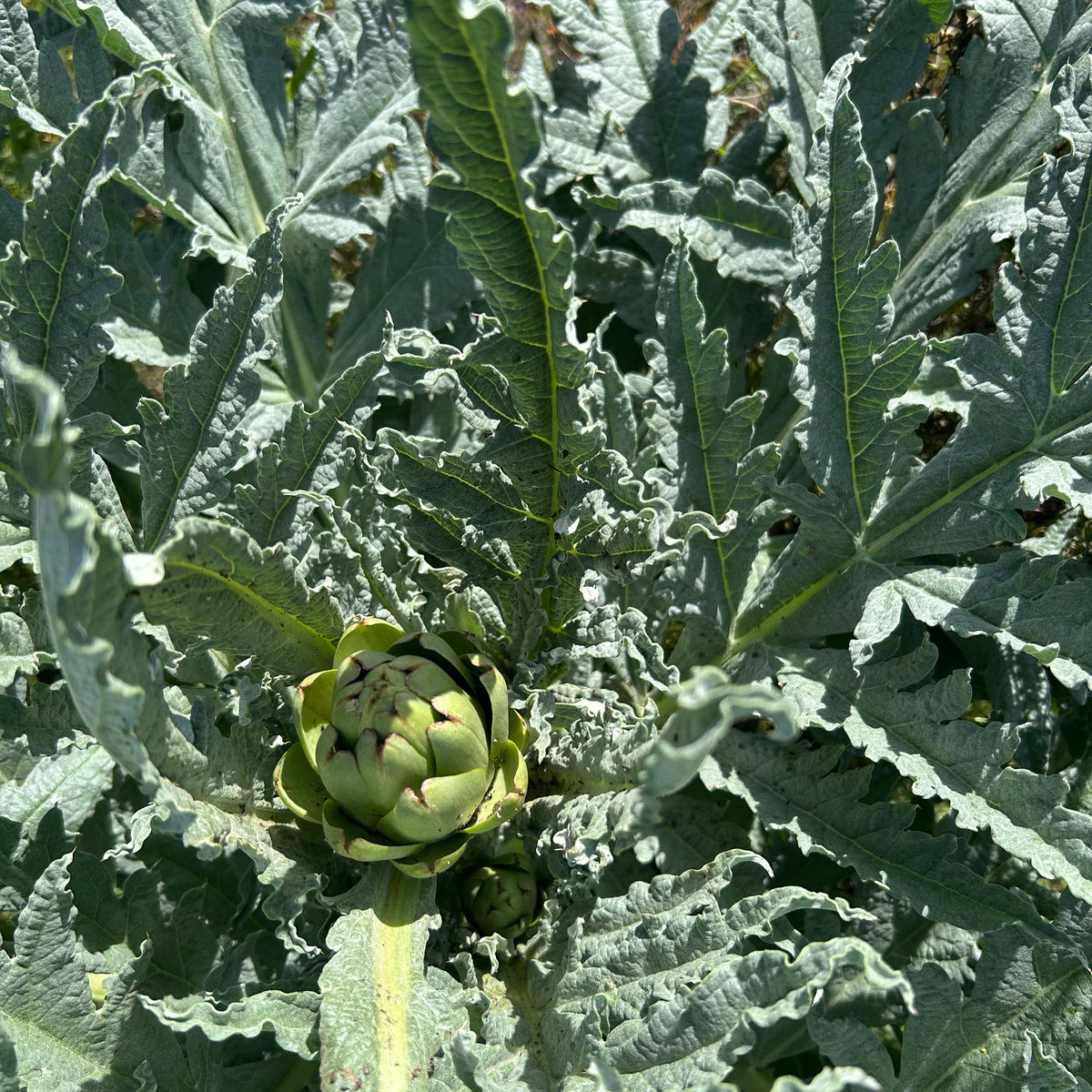 Artichoke Flower