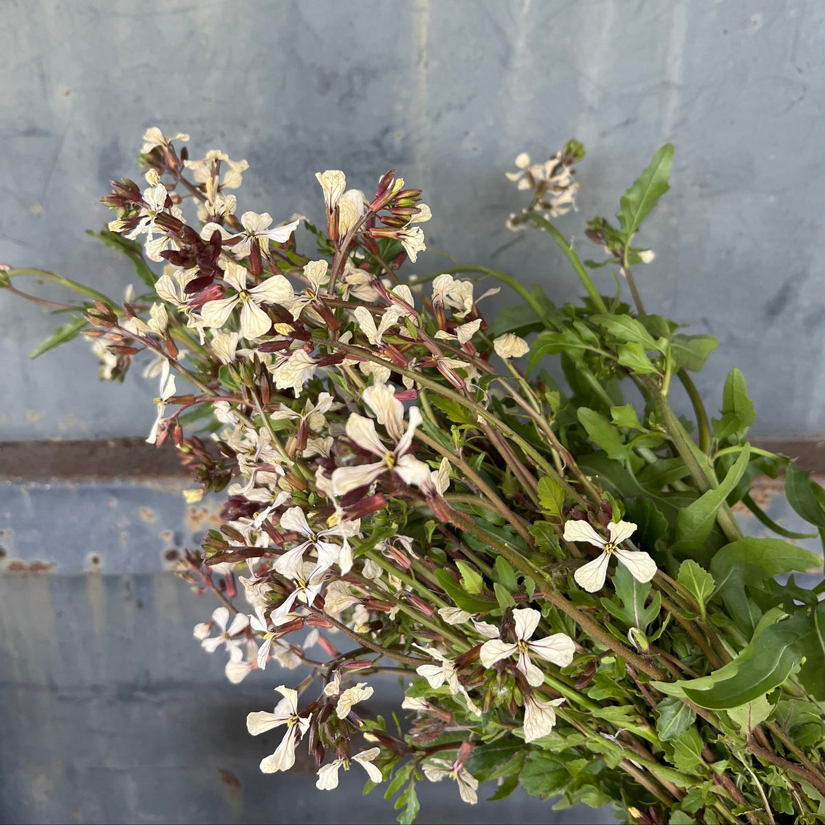 Arugula